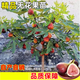 湃點(diǎn)無(wú)花果樹(shù)果苗盆栽水果苗耐寒特大波姬紅地栽無(wú)花果3cm粗 源頭直發(fā)