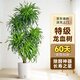 卉優(yōu)步步高發(fā)財樹(shù)大葉綠蘿龍血樹(shù)盆栽客廳辦公室內開(kāi)業(yè)喬遷大型綠植 特級·老樁多頭龍血樹(shù)【1.5-1.7米】白色吸水盆 含盆