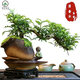懸崖清香木盆景新中式室內好養桌面擺件茶室禪意綠植盆栽四季常青 祥云聚財罐懸崖清香木+小和尚+底座 帶盆栽好