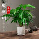 語(yǔ)森憶五辮發(fā)財樹(shù)盆栽植物室內辦公室好養綠植水培客廳常青小樹(shù)懶人 【三桿】發(fā)財樹(shù)+【菱形陶瓷盆】