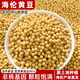 東北東升1號小粒黃豆發(fā)芽豆生長(cháng)黃豆芽豆子納豆非轉基因豆高蛋白 東升1號小粒芽豆2500g*1袋