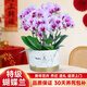 卉優(yōu)蝴蝶蘭盆栽帶花帶花劍室內客廳辦公桌門(mén)店開(kāi)業(yè)送禮年宵花鮮花卉 粉花8枝蝴蝶蘭《大理石紋塑脂盆》 帶花苞發(fā)貨【贈馬年精美掛飾】
