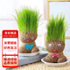 花行榜 長(cháng)草娃娃草頭植物盆栽水培綠植趣味 公仔草娃娃2個(gè)+托盤(pán)源頭直發(fā)