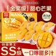 閩域尋鮮新鮮金煌芒【新鮮現摘】新鮮老樹(shù)芒果熱帶水果甜心芒果整箱包郵 帶箱5斤 超高性?xún)r(jià)比丨單果250-350g丨凈4.5斤