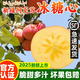 阿克蘇蘋(píng)果正宗新疆阿克蘇蘋(píng)果冰糖心蘋(píng)果禮盒當季鮮果送禮佳品 凈重5斤小果（單果約70-79mm）