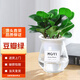 墨一豆瓣綠桌面盆栽辦公室綠植四季常青植物 豆瓣綠玻璃盆 源頭直發(fā)