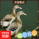 農家散養土鴨老鴨麻鴨新鮮鴨生鴨肉鴨子鮮鴨水養鴨整鴨 土鴨 買(mǎi)一只送一只 共4.8斤（無(wú)翅、爪）