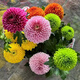 超多花朵· 乒乓菊盆栽 鮮花盆栽室內陽(yáng)臺花卉盆栽 彩虹乒乓菊【超多花朵】+送盆