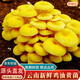 京地達云南特產(chǎn)新鮮雞油黃菌凈重1斤裝菌菇黃金菇火鍋食材源頭直發(fā)包郵