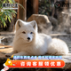 暮秋小主網(wǎng)紅家養狐貍活體幼崽雪狐白狐白化熊貓狐冰島狐寵物狐貍活物幼寵 異瞳白狐