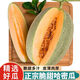 粵迎海南哈密瓜【閃送-多地次日達】曉蜜25號哈密瓜新鮮蜜瓜脆甜現摘 5斤精選果【1-3個(gè)瓜】?jì)?.5斤
