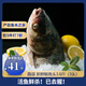 鱻謠新鮮鰱魚(yú)頭3.6斤/共3頭 大號鰱魚(yú)頭 生鮮魚(yú)類(lèi) 海鮮水產(chǎn)