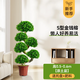 金錢(qián)榕盆栽室內招財搖錢(qián)樹(shù)客廳大型植物8字造型榕樹(shù)綠植四季常青 金錢(qián)榕高S龍型50-60cm高【原土盆】