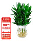 花行榜觀(guān)音竹富貴竹水培植物桌面盆栽花卉綠植 觀(guān)音竹+冬瓜瓶源頭直發(fā)