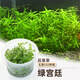 瘋狂水草（FKSC）無(wú)菌杯魚(yú)缸水草造景植物莫斯陰性草缸日本珍珠草魚(yú)缸綠植真水草 【中后景造景】無(wú)菌杯-綠宮廷