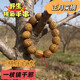 桃梟手串正月采摘正宗東南枝手工打磨野生老樹(shù)毛桃核手鏈男女手串 正月東南枝桃梟-真桃梟1.6左右(成年男款)