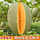 艾藝行（AiYiHang）網(wǎng)紋哈密瓜種子超甜南北方四季播種水果甜瓜香西瓜陽(yáng)臺盆栽蔬菜籽 網(wǎng)紋哈密瓜種子(約45粒)