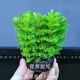 OIMG綠羽毛坨草凈化增氧真水草熱帶魚(yú)生態(tài)缸冷水造景無(wú)需種植羽毛植物 【快速生長(cháng)】羽毛寶塔小陀草2個(gè)