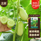 北蔬 黃瓜種子種苗無(wú)刺迷你水果黃瓜青瓜蔬菜種籽 玉女黃瓜種子50粒