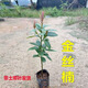 正宗名貴樹(shù)種小葉楨楠金絲楠木樹(shù)苗地栽盆栽南北方種庭院綠植帶葉 金絲楠木20-30cm高【1棵】