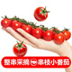 諸氏橙品【精選】串收小番茄 新鮮時(shí)令孕婦水果 生吃小西紅柿整串裝 【小番茄198g*4盒】 792g ，嘗鮮裝