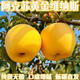 都食田間新疆黃金維納斯蘋(píng)果純甜無(wú)酸阿克蘇產(chǎn)地直發(fā)糖心老少皆宜爽口新鮮 維納斯本身屬于小果型蘋(píng)果2000g_65-80_0 4.5斤大果家庭裝，約12枚 單果約170-2_3