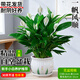 藍桂圓白掌盆栽 室內客廳好養綠植 一帆風(fēng)順凈化空氣郁金香花盆源頭直發(fā)