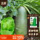 北蔬 蘿卜種子苗水果青蘿卜甜脆生吃冬春季蔬菜種籽 沙窩蘿卜種子20g