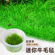 瘋狂水草（FKSC）無(wú)菌杯魚(yú)缸水草造景植物莫斯陰性草缸日本珍珠草魚(yú)缸綠植真水草 迷你牛毛