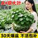 JCZS銅錢(qián)草水培植物大葉室內陽(yáng)臺好養綠植帶盆觀(guān)葉植物凈化空氣四季 銅錢(qián)草【水仙盆20】送營(yíng)養液