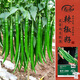 壽禾二荊條辣椒種子苗香辣線(xiàn)椒春季蔬菜種籽 濰育香洋二荊條種子100粒