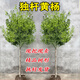 洛與霞獨桿黃楊樹(shù)苗別墅庭院大型盆景耐寒四季常青易成活小葉瓜子黃楊苗 獨桿黃楊：2公分粗