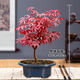 想開(kāi)日本紅楓盆景四季好養活室內桌面盆栽老樁耐寒觀(guān)葉植物紅舞姬樹(shù)苗 精品紅楓簡(jiǎn)裝【不含盆】