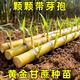 金穗啟夢(mèng)【易種】廣西黃皮水果甘蔗耐寒種芽種苗玻璃脆新鮮正宗黃皮種批發(fā) 20個(gè)單 芽節【改良版長(cháng)出2米高 黃皮甘蔗節【精選芽孢】96%種下就能活