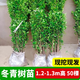 耘淘圍墻籬笆植物大葉北海道黃楊苗法國冬青樹(shù)苗四季常青耐寒庭院綠籬 冬青樹(shù)苗【1.2-1.3m高】50棵 10cm(含)-19cm(含)