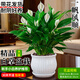 藍桂圓白掌盆栽 室內客廳好養綠植 一帆風(fēng)順凈化空氣大白陶瓷盆源頭直發(fā)