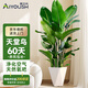 愛(ài)優(yōu)尚天堂鳥(niǎo)綠植盆栽客廳室內辦公室大型綠植好養凈化空氣源頭直發(fā)