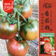 壽禾 草莓番茄種子苗綠肩西紅柿蔬菜種籽 濰豐貝雷塔草莓番茄種子25粒