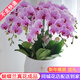 花藝灣鮮花同城配送蝴蝶蘭盆栽帶花年宵花大花蕙蘭長(cháng)輩生日禮物喬遷暖居 8株粉色蝴蝶蘭盆栽