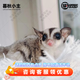 暮秋小主蜜袋鼯活物幼崽小飛鼠會(huì )滑翔蜜袋鼠寶寶蜜袋鼬活體寵物鼠活寵 原色幼崽公【親人】