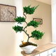 雅韻閣迎客松五層塔盆栽盆景室內客廳辦公室桌面觀(guān)葉趣味好養花卉綠植 迎客松五層塔【景的托盤(pán)無(wú)有孔瓷盆】+梅花鹿+苔蘚