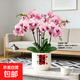 【年宵花】北美冬青蝴蝶蘭發(fā)財樹(shù)室內盆栽好養凈化空氣防輻射桌面 粉色系6花劍蝴蝶蘭【品種隨機】+白色平安喜樂(lè )陶瓷盆