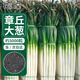 花沃里山東章丘大蔥種子10g約3000粒 鐵桿大蔥蔬菜種子耐熱種籽四季菜籽