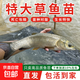批發(fā)特大草魚(yú)苗活體淡水養殖食用草皖魚(yú)10cm20cm半斤一斤草魚(yú)苗青魚(yú)苗脆皖魚(yú)黑草魚(yú)苗 20-25cm草魚(yú)苗 20條（送2條）