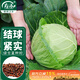 壽禾 甘藍種子種苗包菜卷心菜籽冬春蔬菜種籽 濰豐綠甘藍種子1000粒