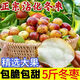胖東來(lái)同款山東沾化冬棗【山東特產(chǎn)】正宗山東沾化冬棗脆甜新鮮 泡沫箱發(fā)貨  無(wú)任何添加 5斤特大果【拐一商超精選單果16克