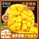 粵迎海南黃肉菠蘿蜜【閃送-多地次日達】一整個(gè)新鮮菠蘿蜜熱帶水果 五十年老樹(shù)果-香蜜脆甜 嘗鮮試吃【果凈重15-20斤】當季嘗鮮