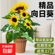 精選品質(zhì)向日葵盆栽帶花植物辦公室內外花卉開(kāi)花易活庭院懶人綠植 向日葵-整盆高約40cm【陶色北歐風(fēng)豎紋盆】 帶花苞發(fā)貨【多頭向日葵】