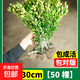 小葉黃楊苗瓜子黃楊苗金邊黃楊庭院綠籬樹(shù)苗 黃楊高20-30厘米【50棵】