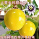 廣西正宗純甜大果黃金9號百香果嫁接苗四季結果南方庭院陽(yáng)臺盆栽 2棵 純甜黃金百香果嫁接苗 帶土帶葉（高30-40cm）當年結果